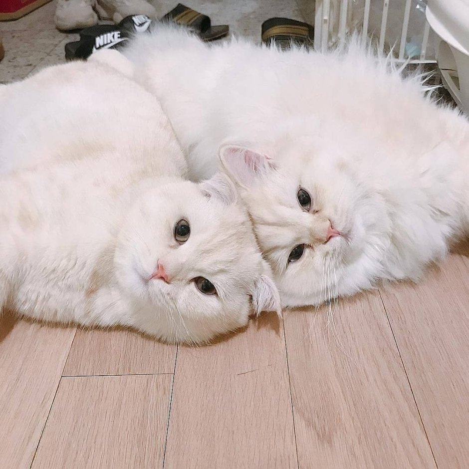 Забавные котята