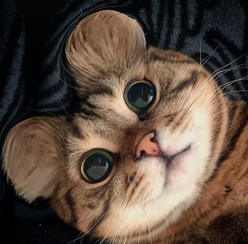 Прикольный кот Эстетика