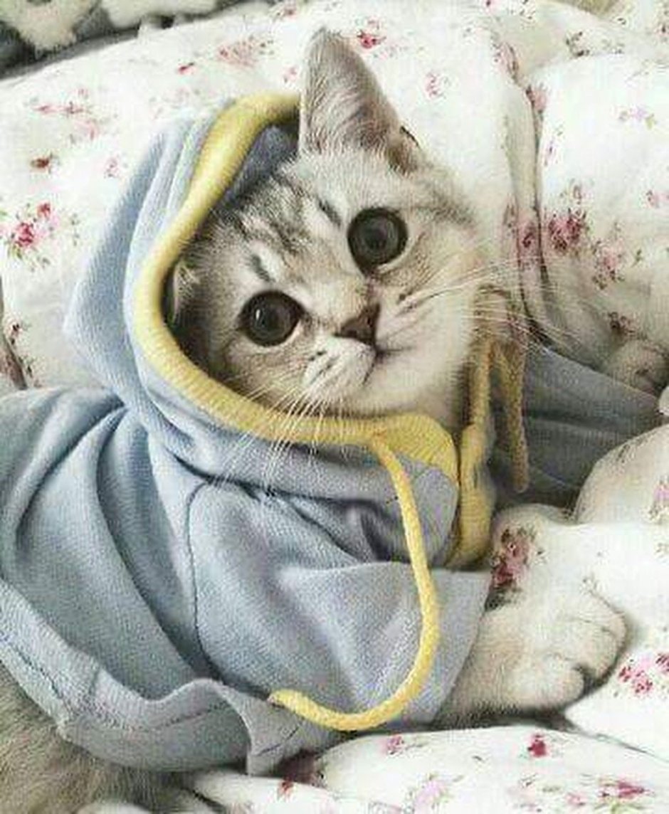 Милый котик в пижаме