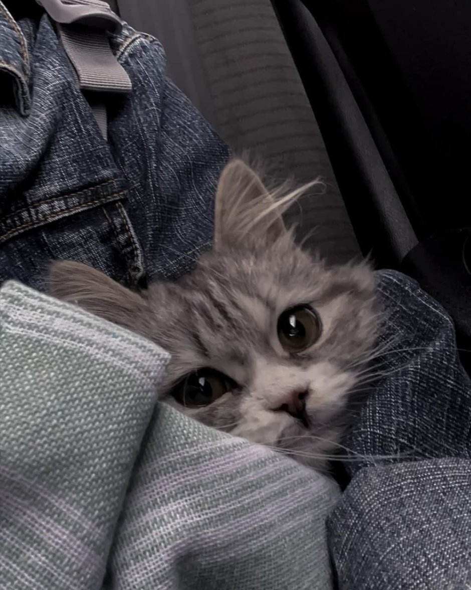 Самый милый котенок