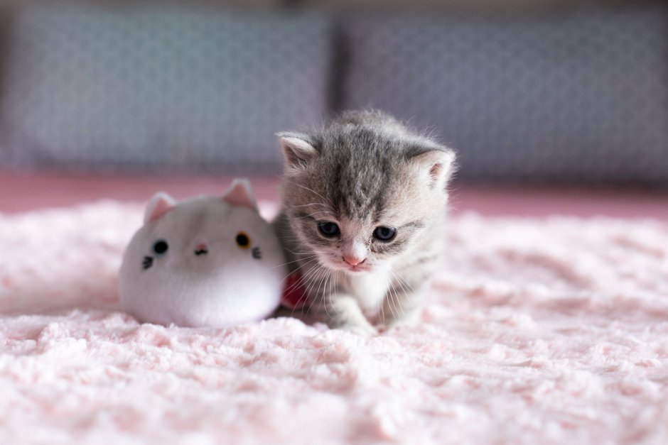 Котята Эстетика