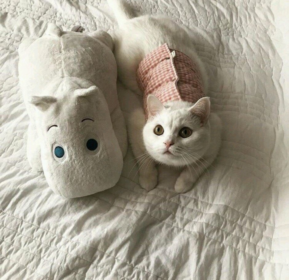 Милые котята с пинтереста