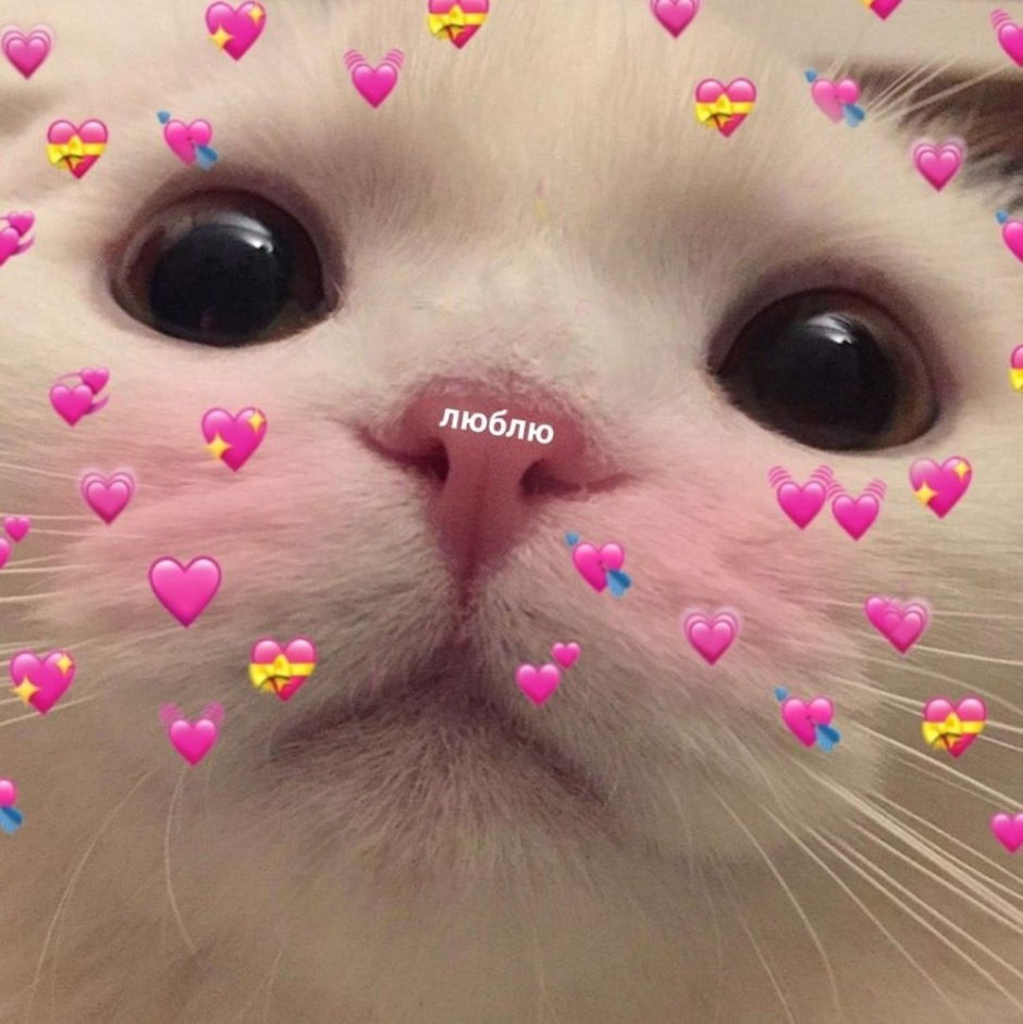 Котики ми ми ми