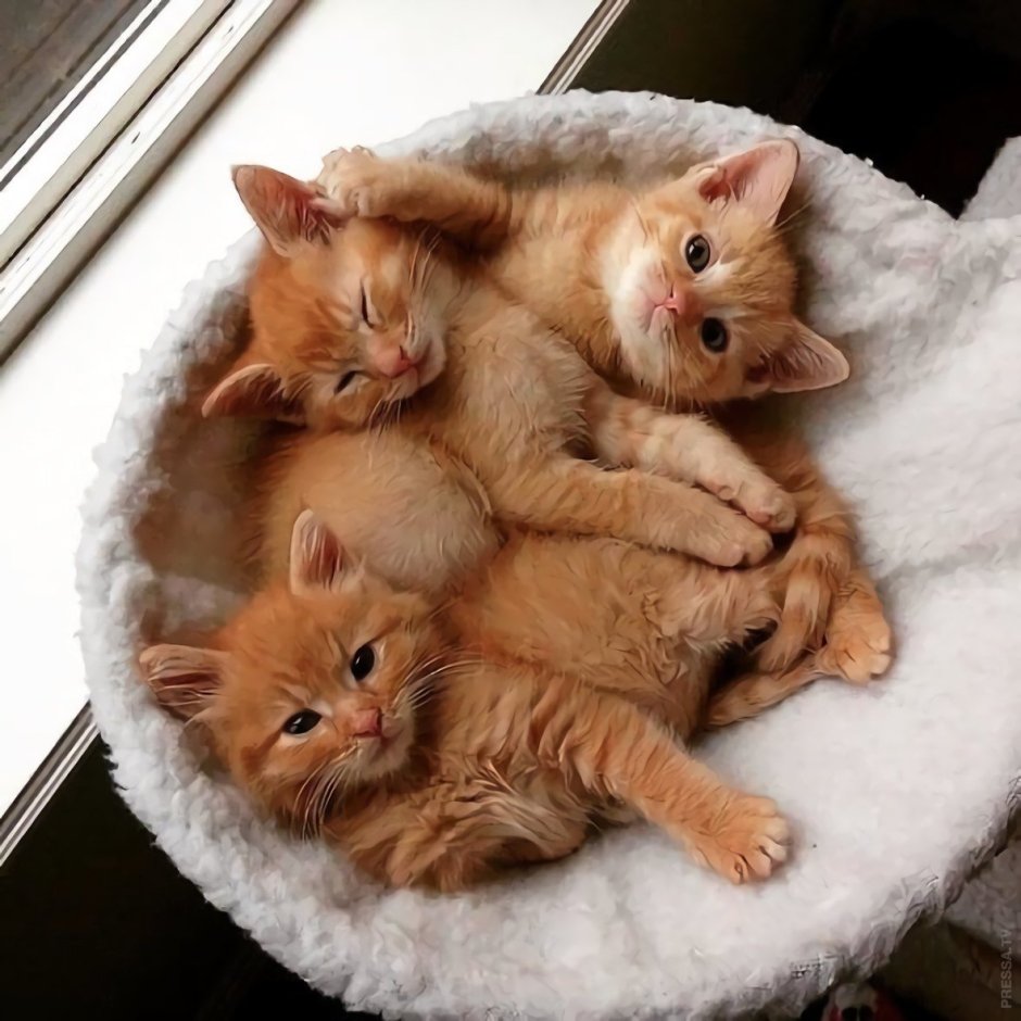 Милые котики Эстетика