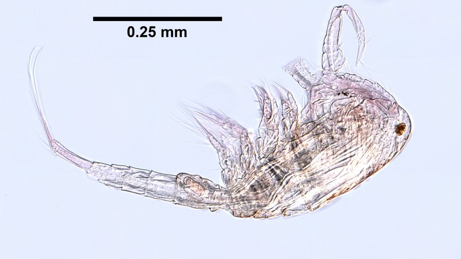 Cyclops Kolensis