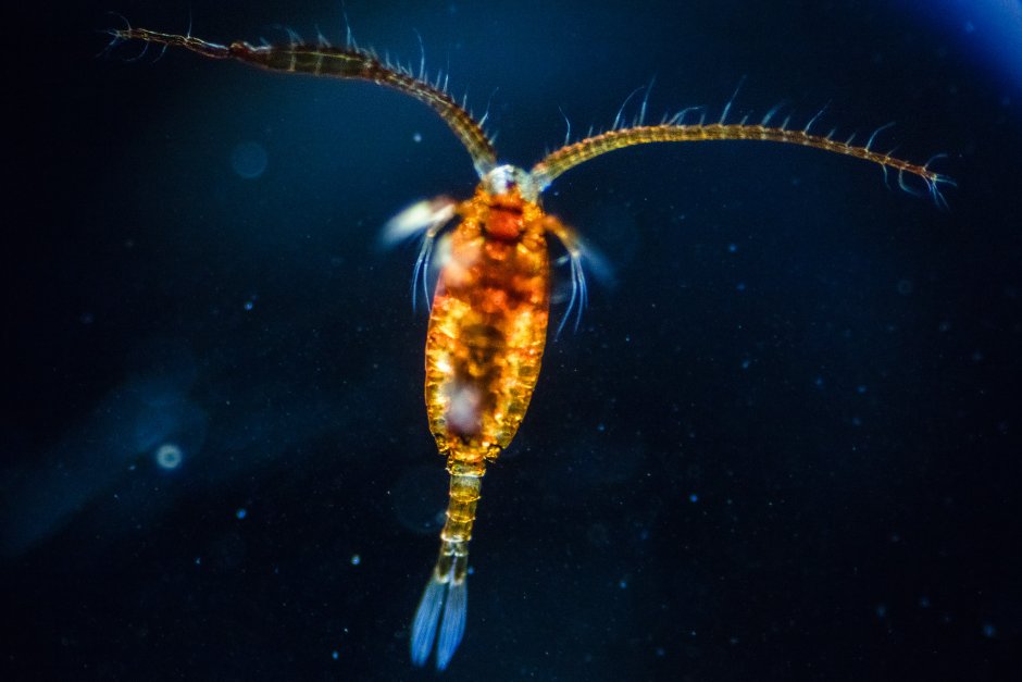 Веслоногие ракообразные (Copepoda)