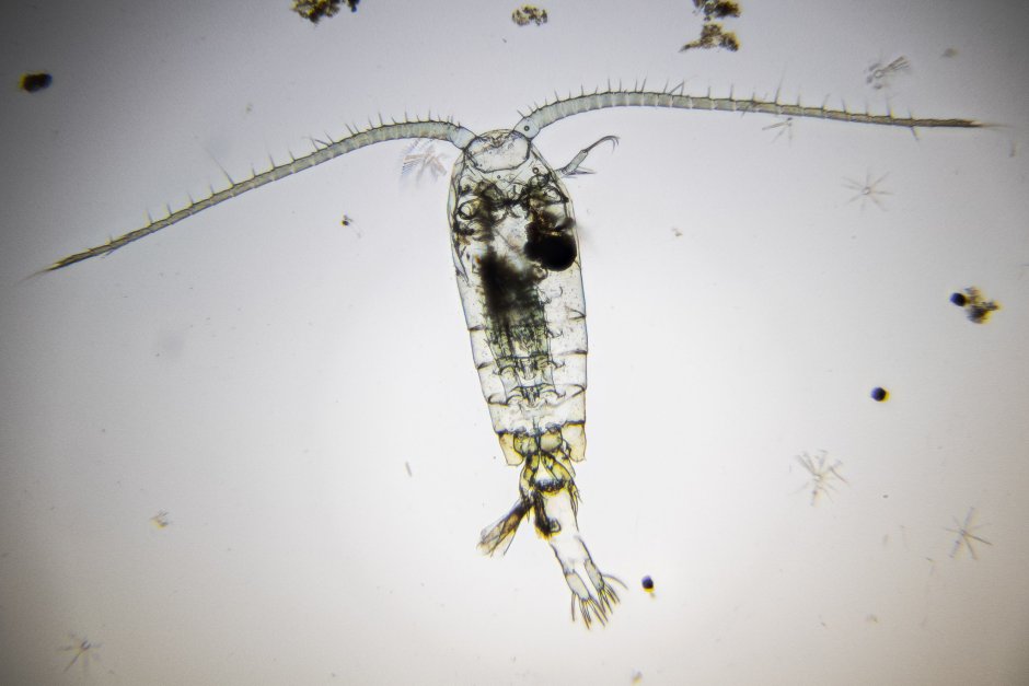 Веслоногие ракообразные (Copepoda)