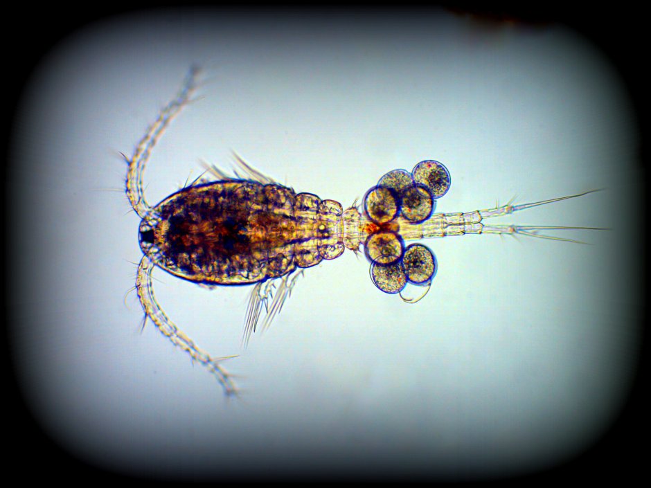 Calanus hyperboreus