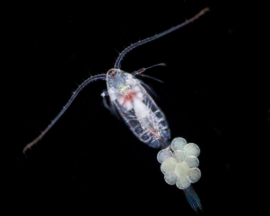 Веслоногий рачок Calocalanus Pavo
