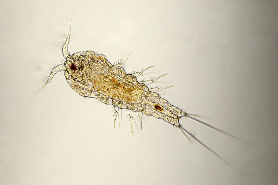 Веслоногие ракообразные (Copepoda)