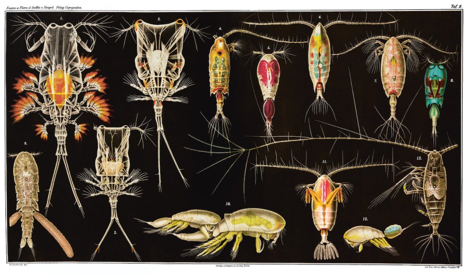 Веслоногие (Copepoda),