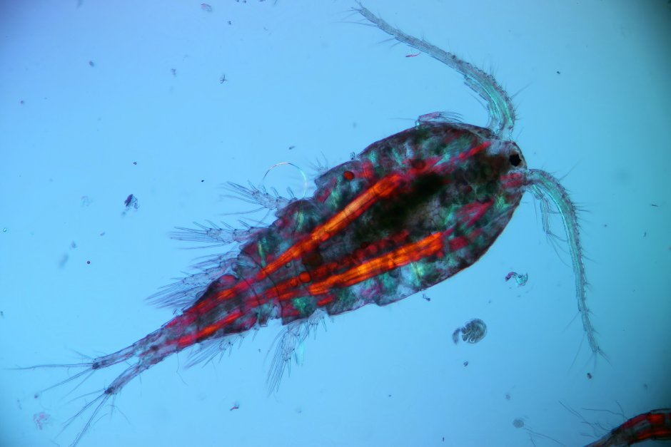 Веслоногие (Copepoda),