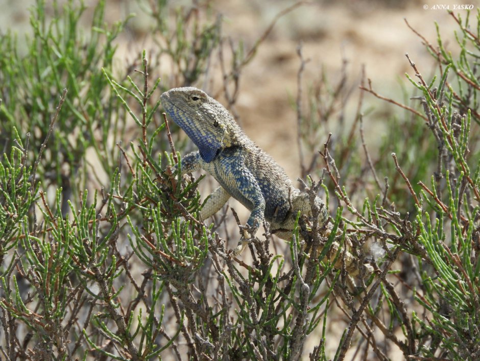Trapelus sanguinolentus