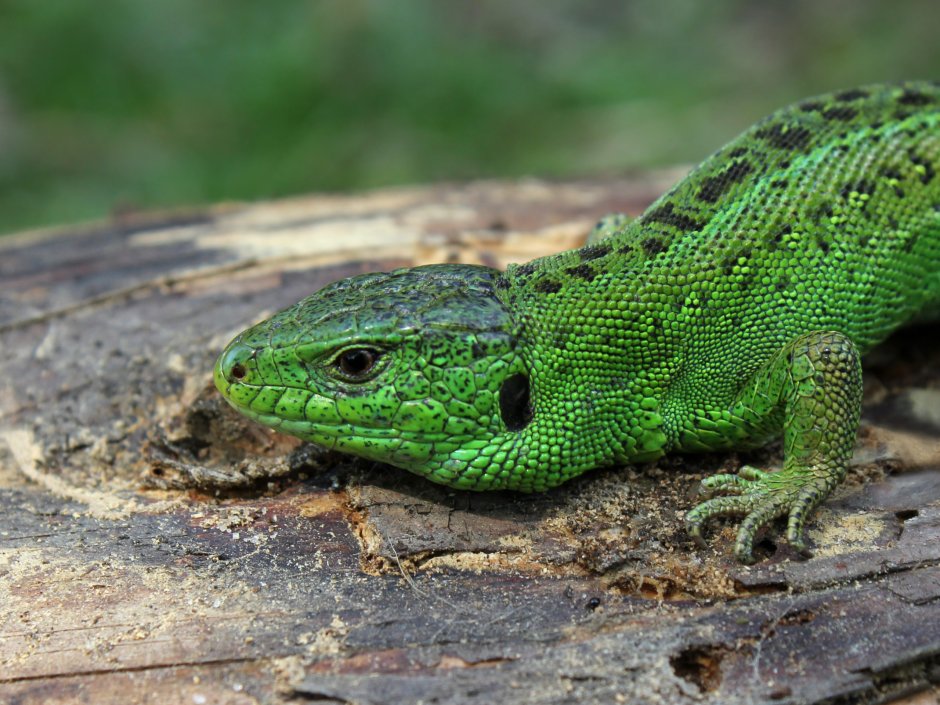 Ящерица Lacerta Agilis
