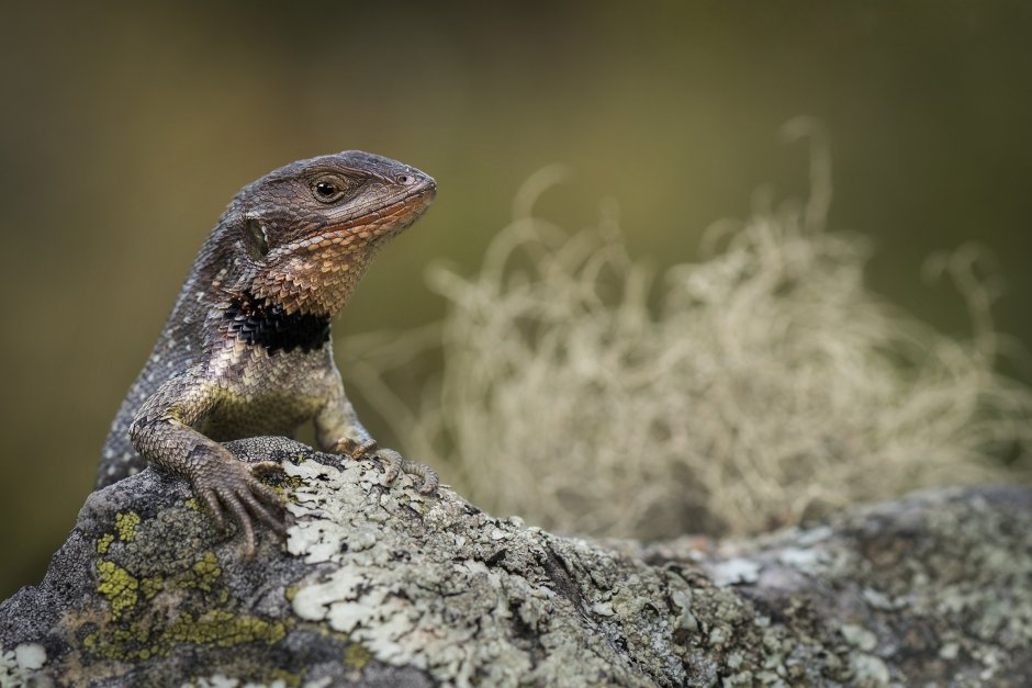 Ящерица Phoboscincus bocourti
