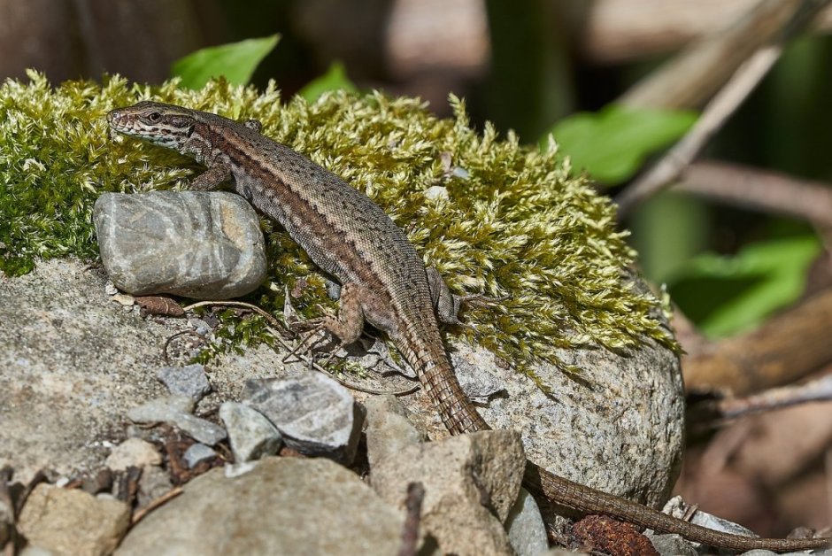 Ящерица Луговая (Lacerta praticola)