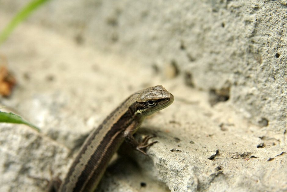 Ящерица Луговая (Lacerta praticola)