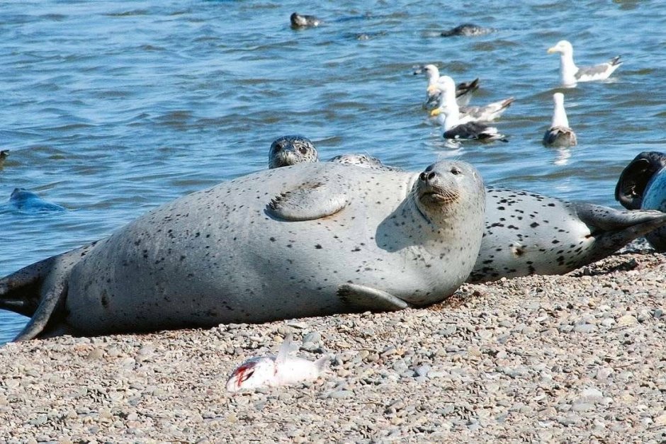 Нерпа Охотское море