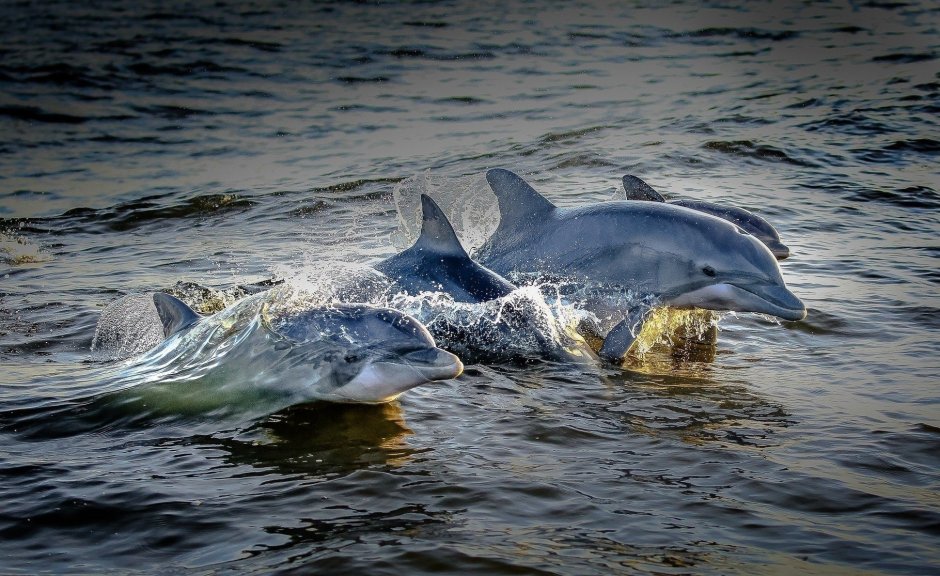 Дельфины в Балтийском море