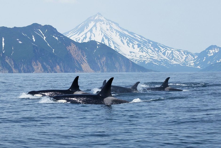 Косатка - Orcinus Orca (Дальневосточная Плотоядная популяция)