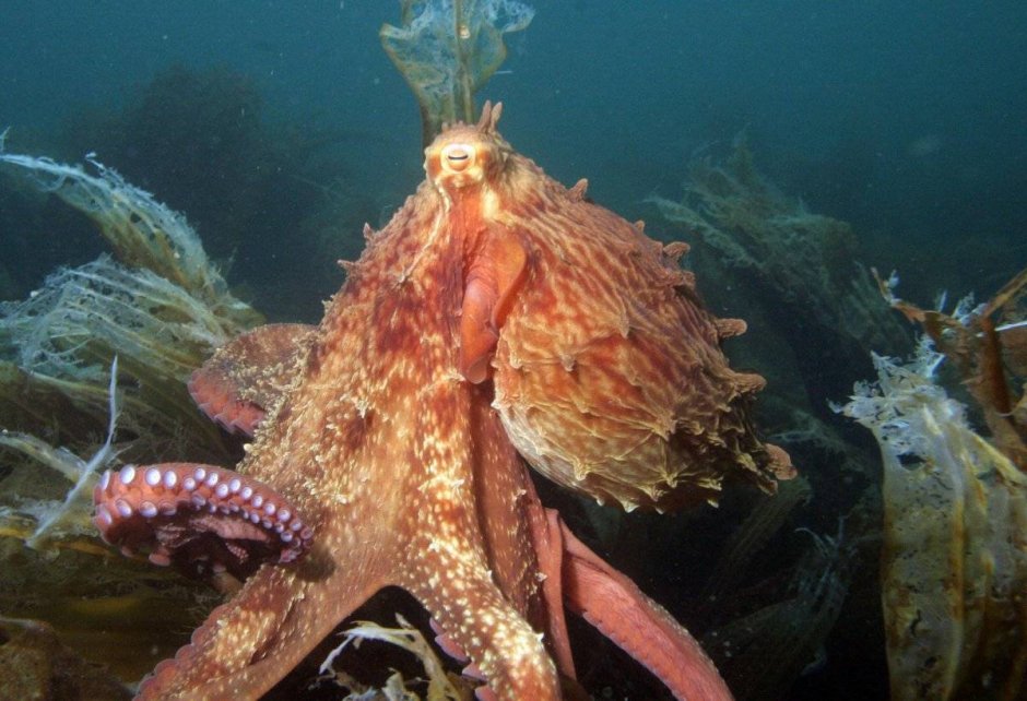 Животный мир охотского моря
