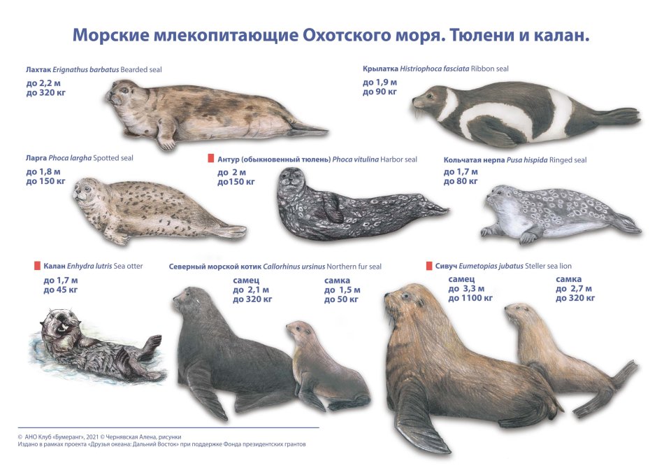 Морские млекопитающие список животных