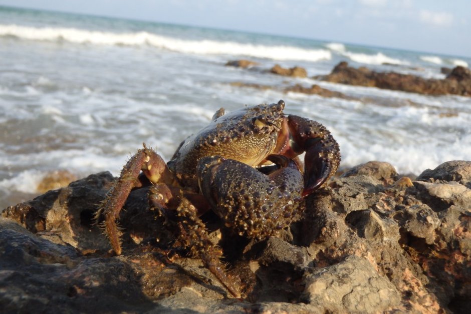 Охотское море морские Крабы