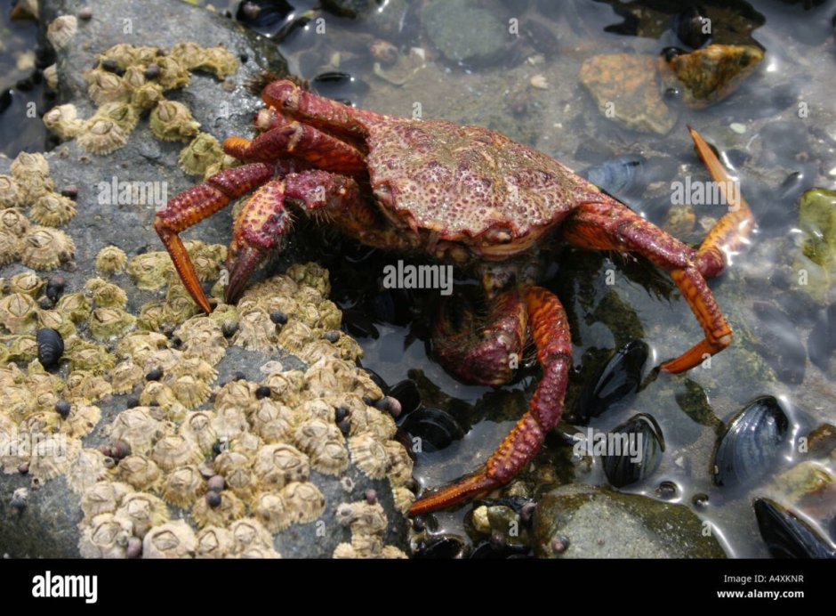 Охотское море морские Крабы