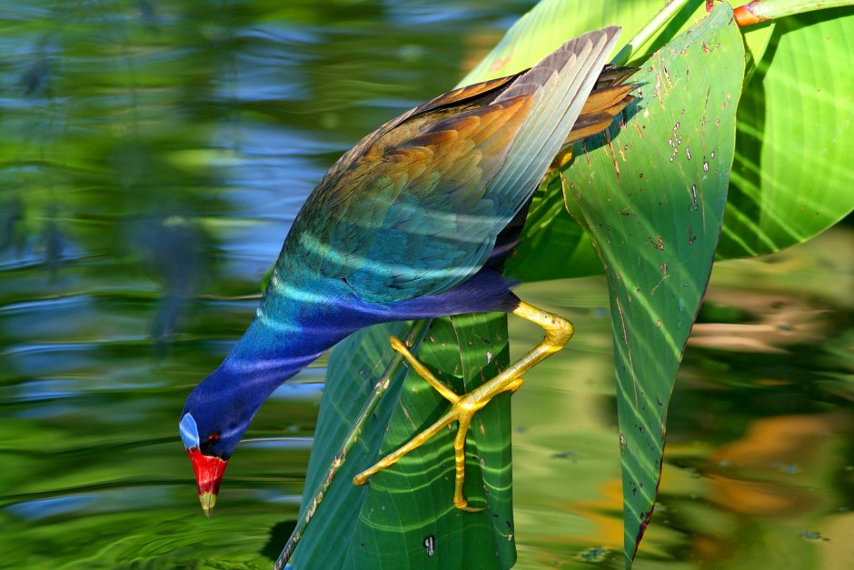 Porphyrio flavirostris — Лазурная султанка