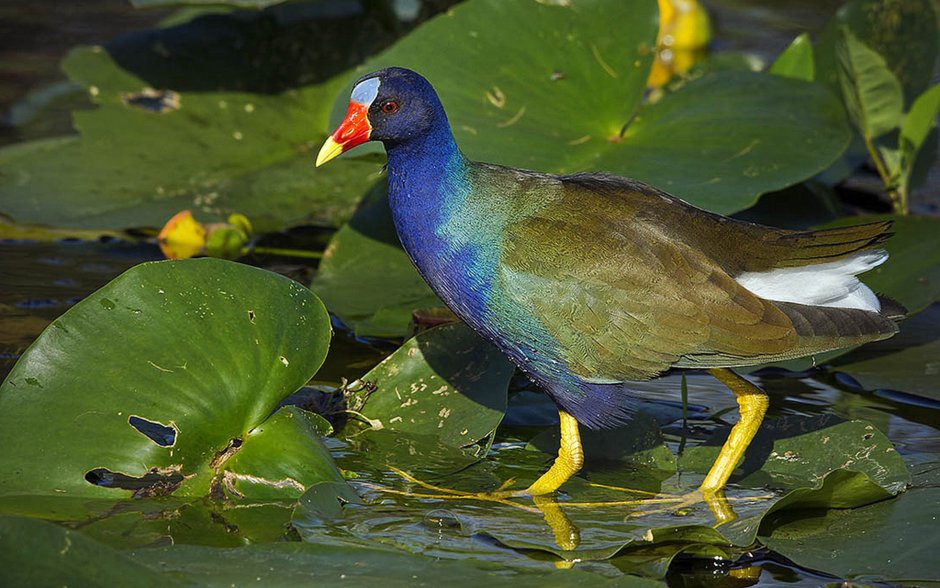 Султанка Porphyrio Porphyrio