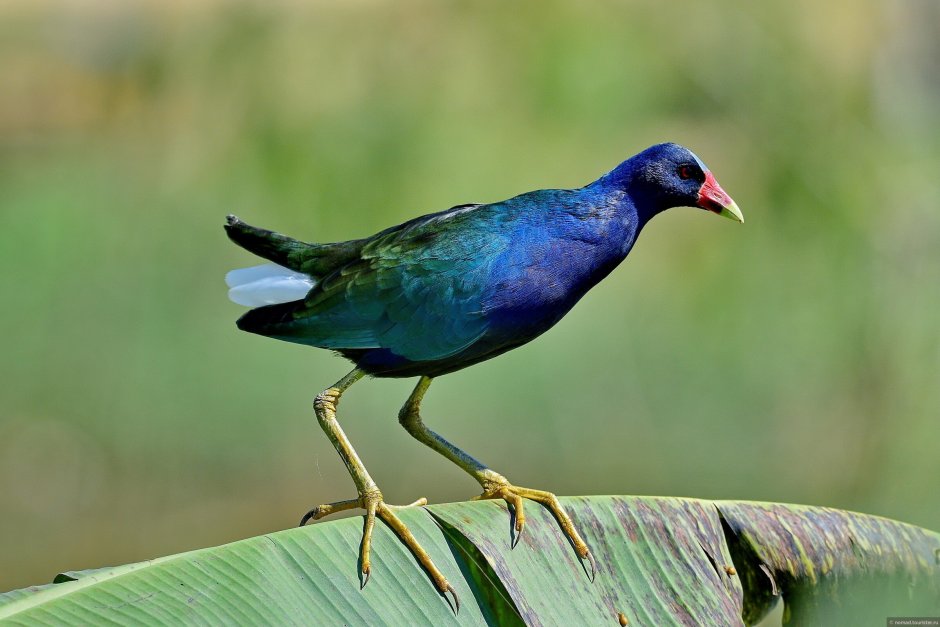 Султанка Porphyrio Porphyrio