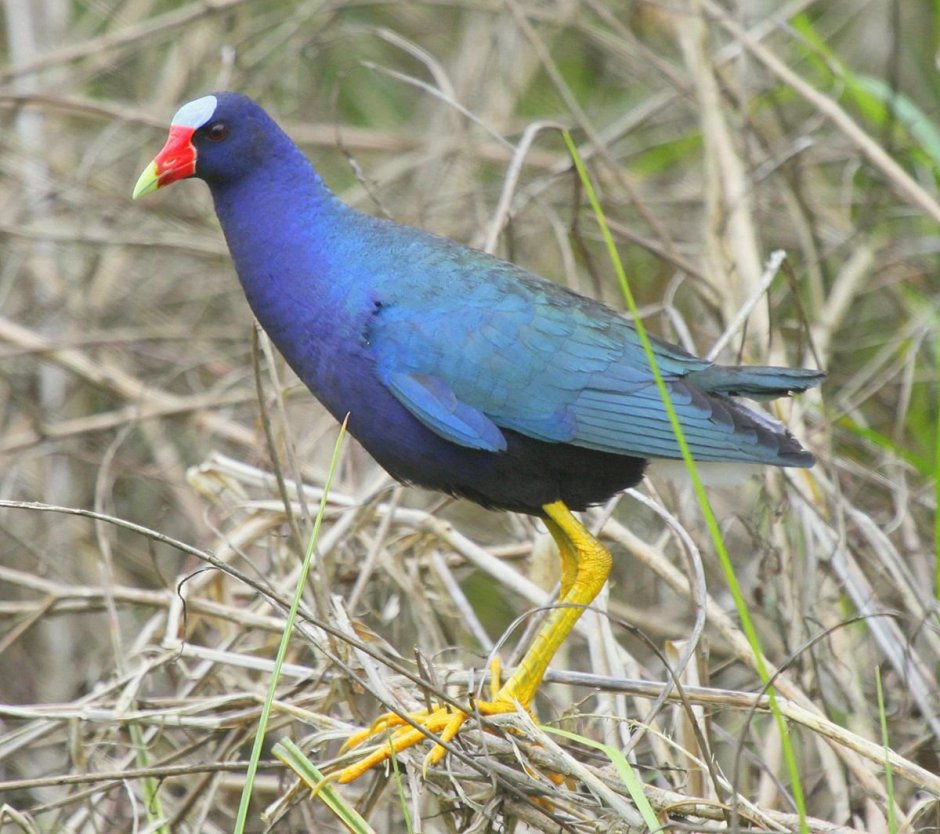 Porphyrio Porphyrio