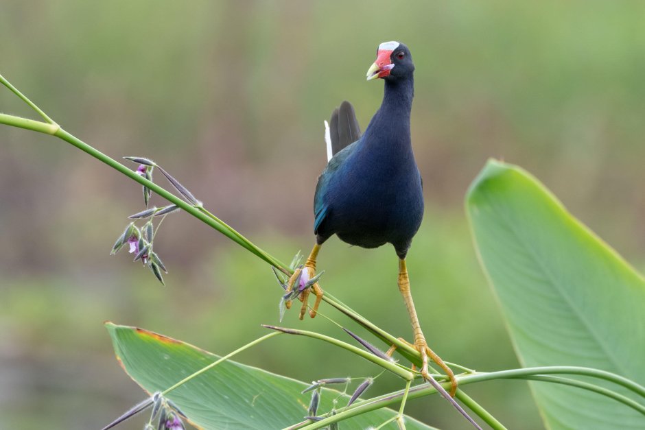 Султанка Каспийская - Porphyrio Porphyrio