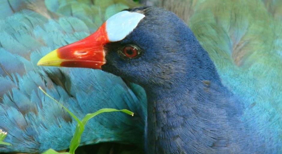 Султанка Porphyrio Porphyrio