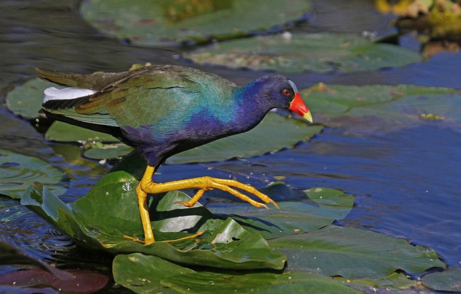 Султанка (Porphyrio poliocephalus)