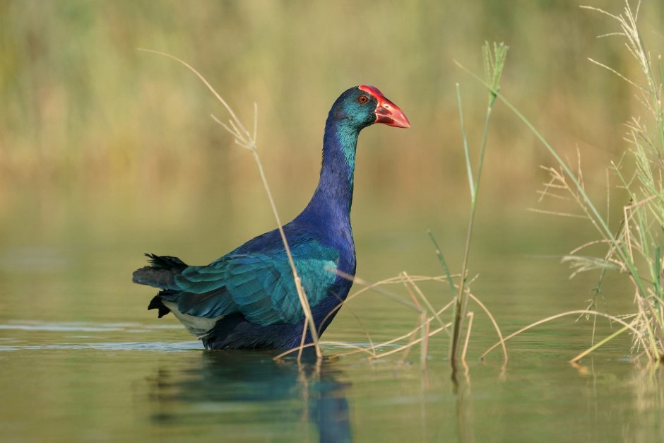 Султанка Porphyrio Porphyrio