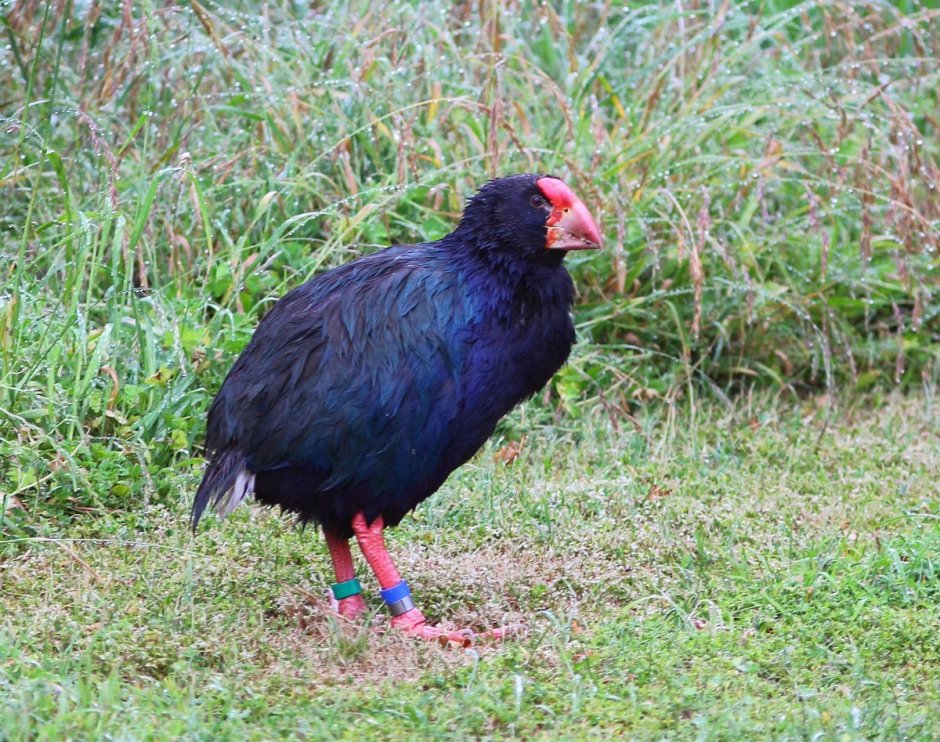 Султанка Porphyrio Porphyrio