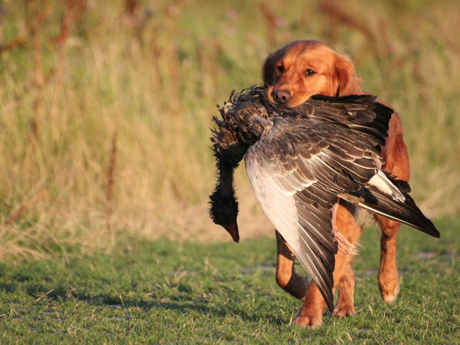 Английский Пойнтер псовая охота
