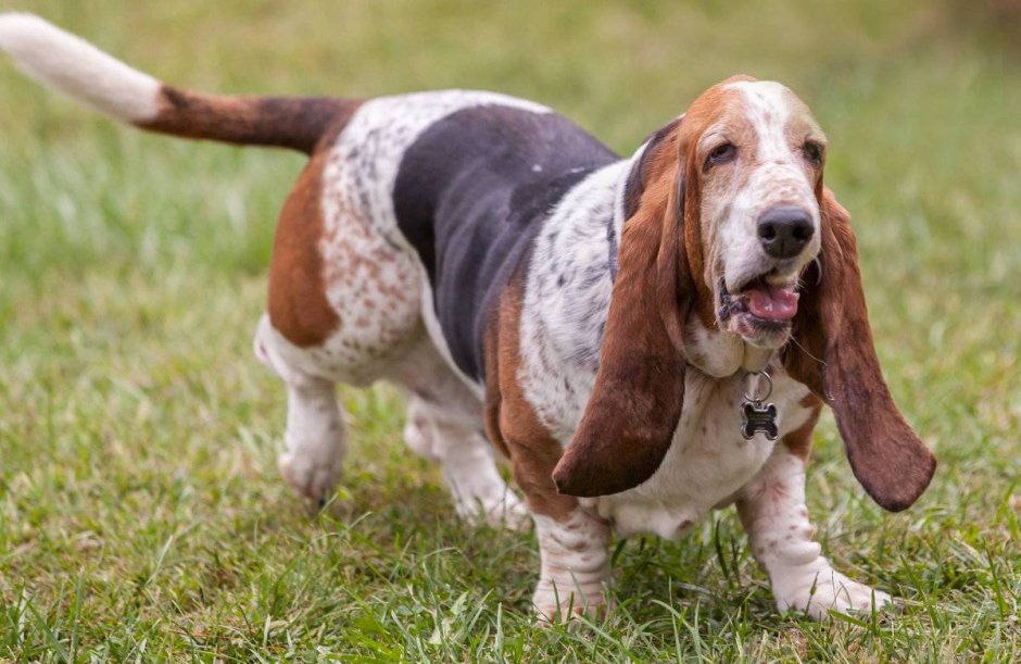 Ушастый Бассет-хаунд