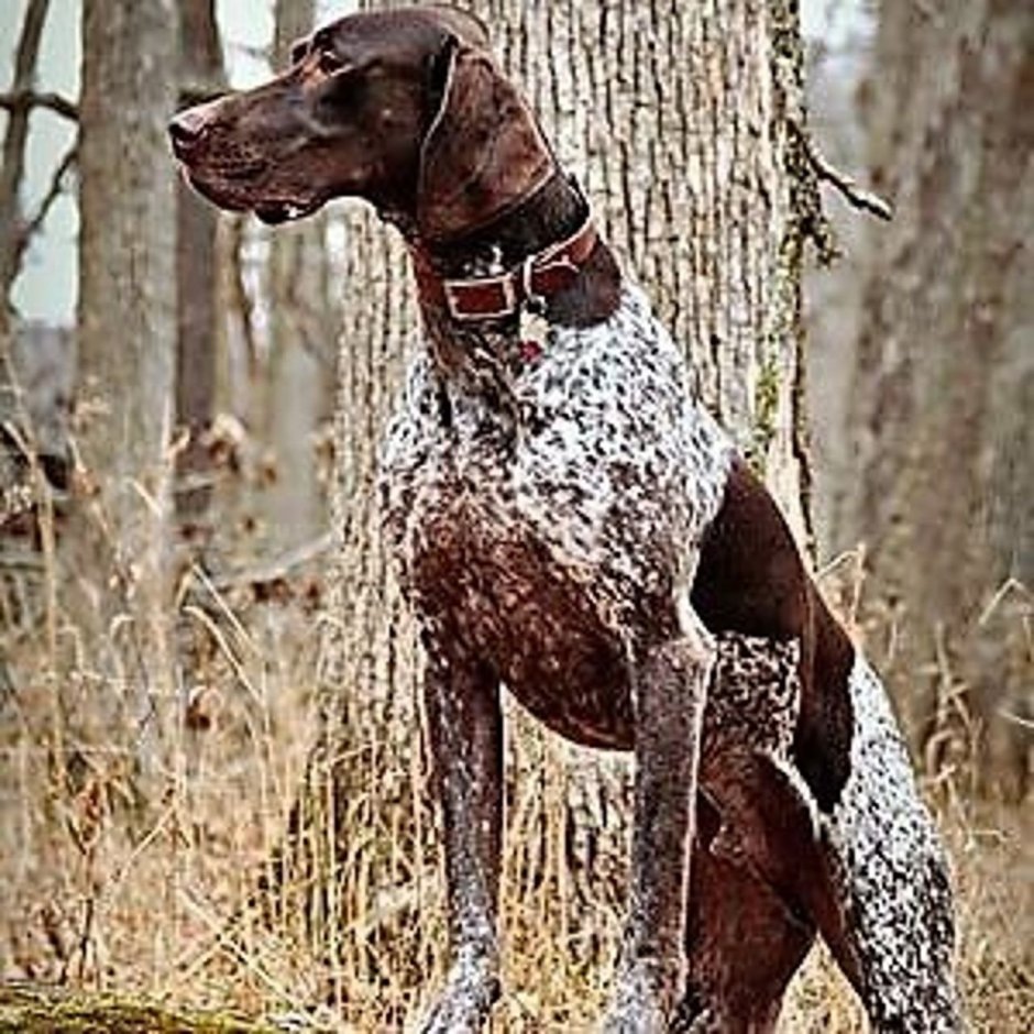 Русский охотничий спаниель аджилити