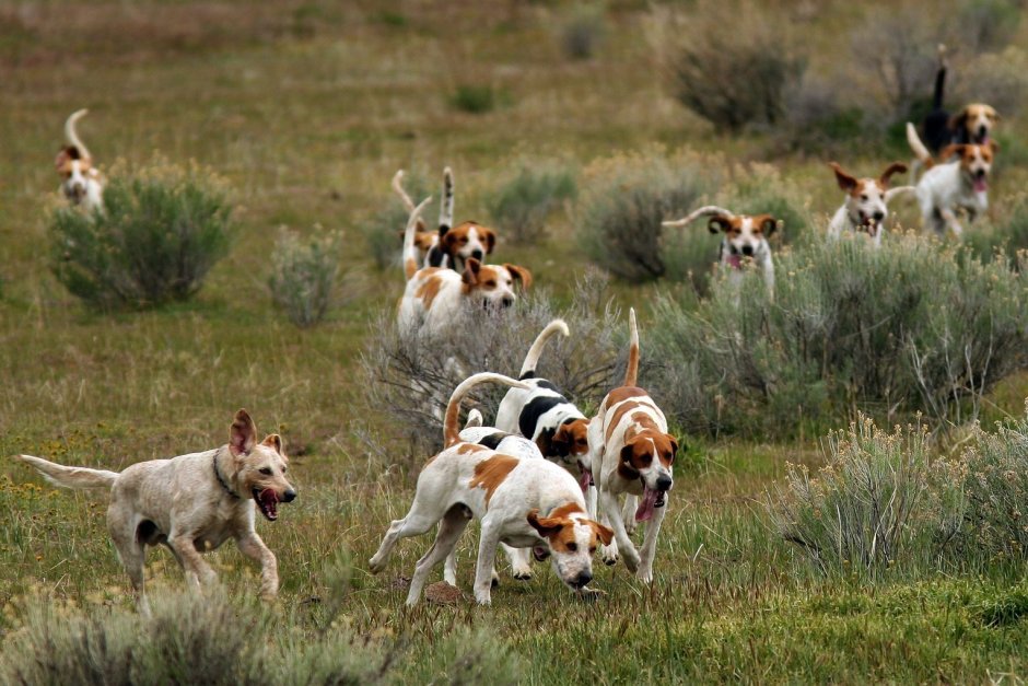 Свора гончих собак