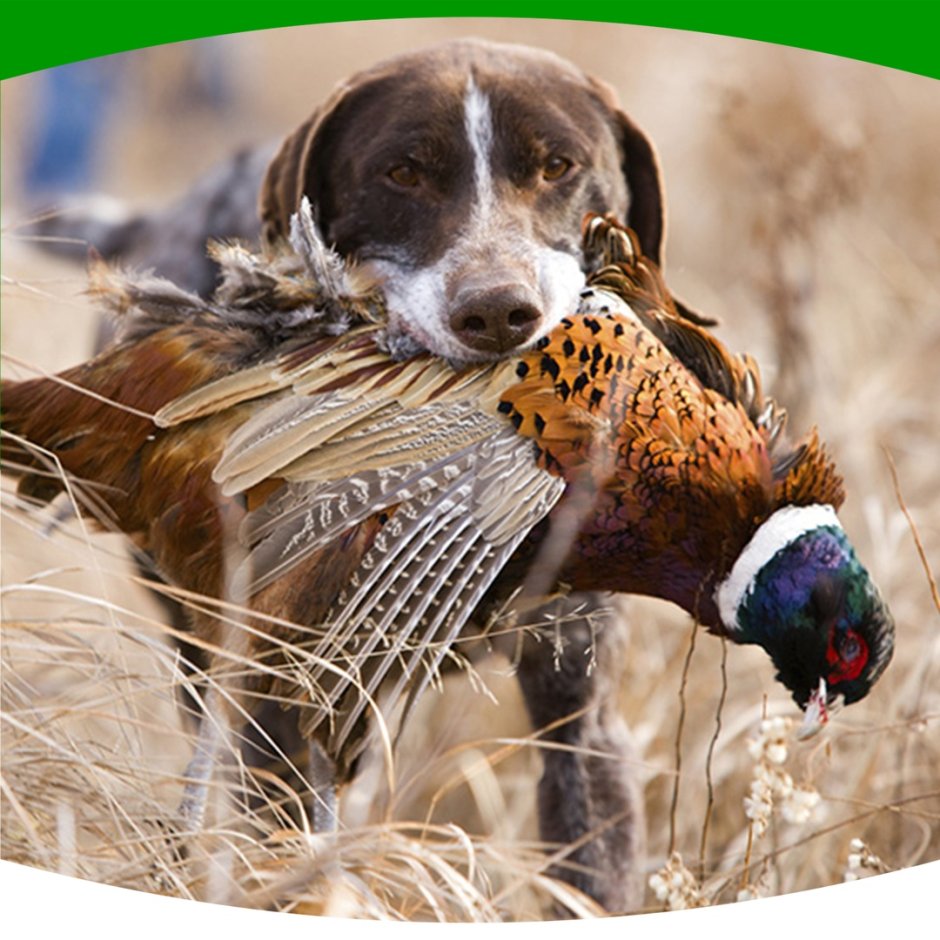 Бигль охотник