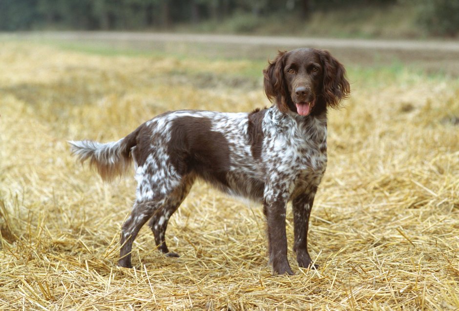 Типы пород охотничьих собак таблица