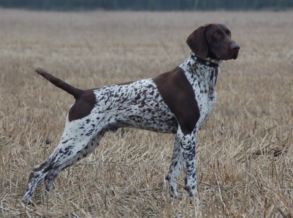 Лабрадор ретривер на охоте на утку