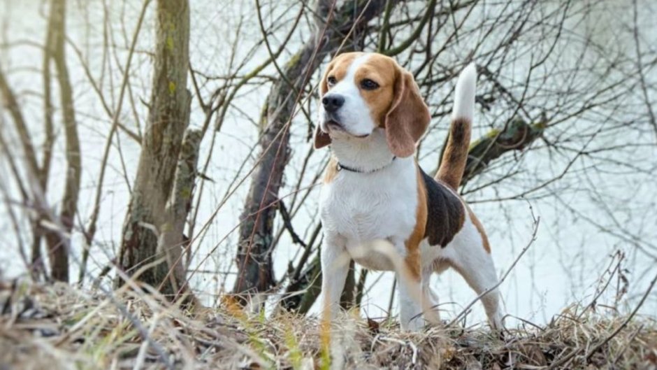 Маленькая охотничья собака Бигль