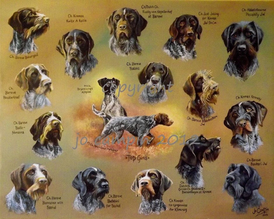 Пойнтер Курцхаар дратхаар