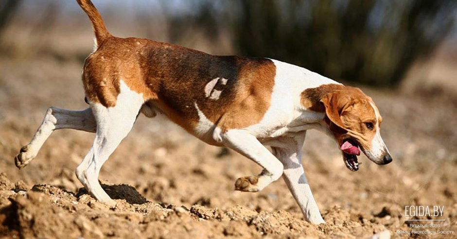 Курцхаар легавая стойка