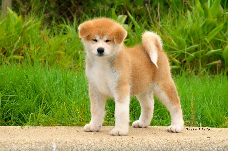 Акита-ину потомство