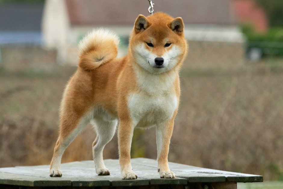 Японская порода собак Хатико