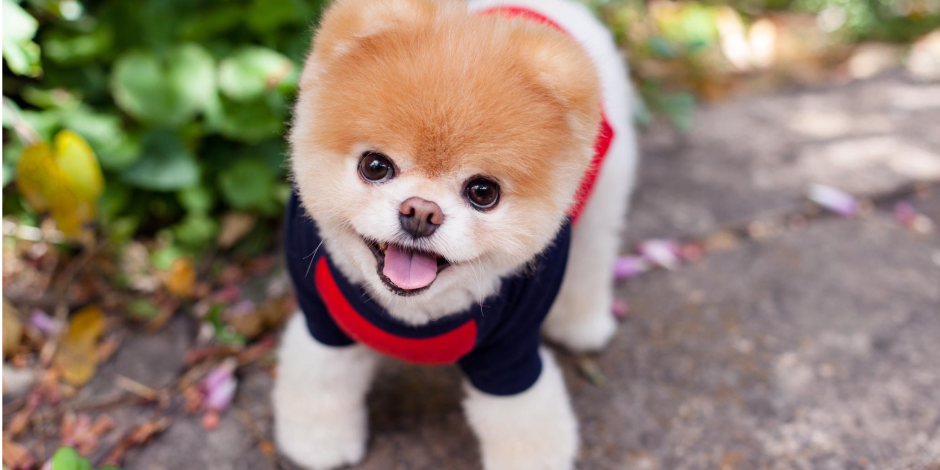 Мишка шпиц Панда